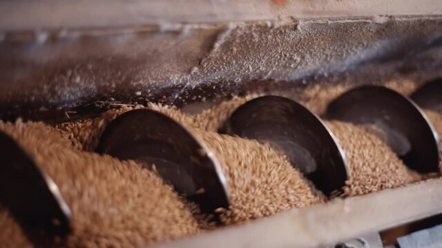 wheat grains at the mill