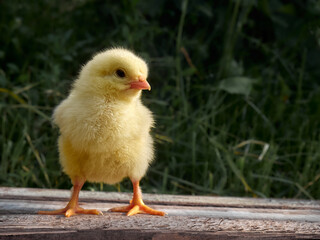 Small chicken closeup on background.