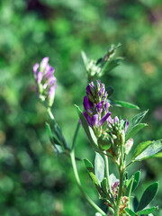 Flowers of alfalfa in the field. Medicago sativa.