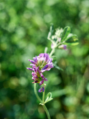 Flowers of alfalfa in the field. Medicago sativa.