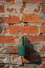 Cactus on a red brick wall background.