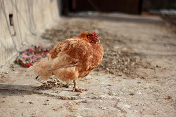 redhead chicken on the farm