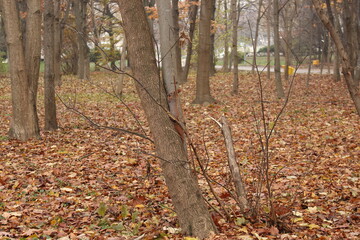 
A squirrel climbs a tree trunk in an autumn park