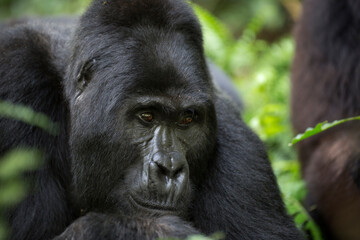 Mountain gorilla ape close-up portrait