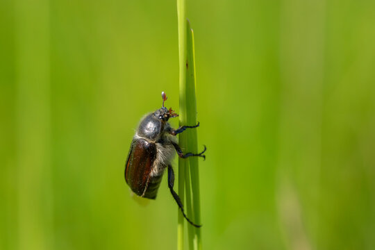 Amphimallon atrum hanneton
