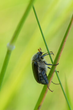 Amphimallon atrum hanneton
