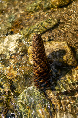 a pine cone in the water