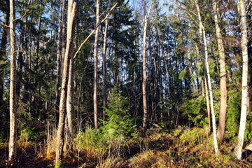 Obraz premium View inside a Swedish forest during a sunny day in the autumn. Plenty of trees with different colors. Järfälla, Stockholm, Sweden.