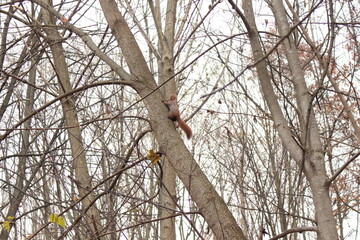 
A squirrel climbs a tree trunk in an autumn park