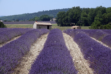 Lavendelfeld auf dem Plateau du Sault