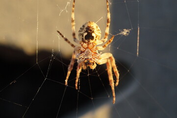 spider on a web in the rays of the setting sun
