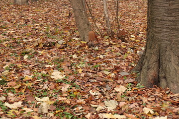 
Red squirrel looking for food in the fallen leaves in the autumn forest