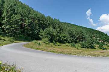Green forest, road and flower meadows in Rila mountain, Bulgaria 