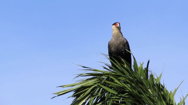 A southern crested caracara (Caracara plancus), also known as southern caracara, perched on top of a fishtail palm (Caryota urens) looking around while a smaller bird tries to dislodge it.