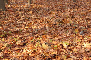 
Red squirrel looking for food in the fallen leaves in the autumn forest