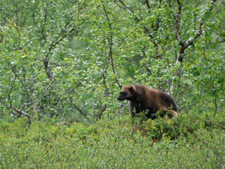 The wolverine (also spelled wolverene), Gulo gulo