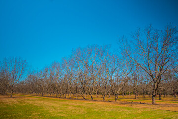 Obraz premium Pecan trees and green grass in the south during the Fall clear blue sky