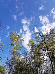A low angle shot of green-leaved trees on a blue sky background
