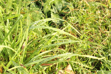 
Raindrops lie on the green autumn grass in the early morning