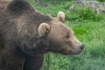 Brown Bear (Ursus arctos)