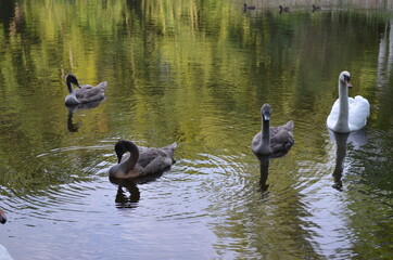 Stadko łabędzi białych i szarych na stawie rankiem, Cygnus olor