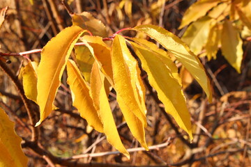 Raindrops lie on yellow autumn leaves