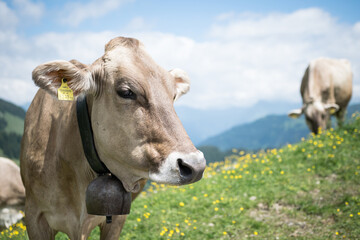 Cows with bells in Alps