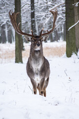 Fallow dear male standing in snow