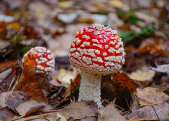 Amanita muscaria - a poisonous psychoactive mushroom of the genus Amanita, or Amanita