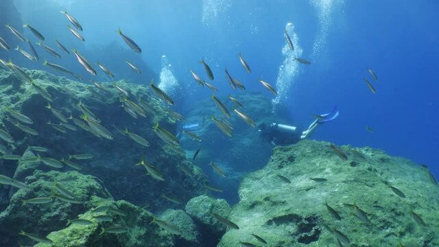 scuba divers enjoying underwater scenery blue water fish school ocean scenery mediterranean sea habitat