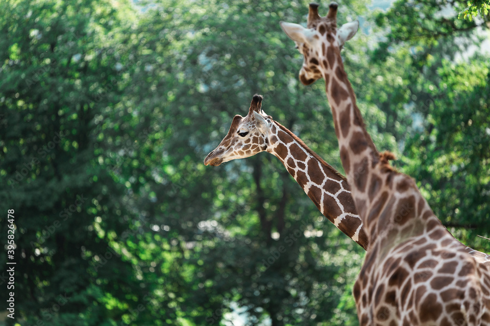 Wall mural two giraffes in a zoo