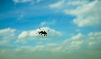 Big insect on the glass window surface, blue sky and clouds in the background.  Black beetle on the...