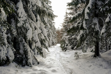 Fototapeta na wymiar Hiking pathway in snowy forest