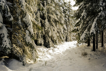 Fototapeta na wymiar Hiking pathway in snowy forest sunset