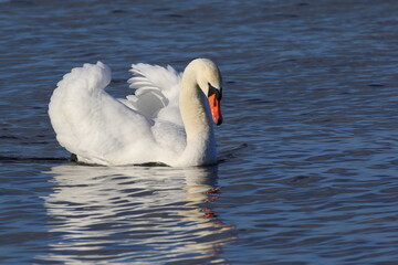 Fototapeta premium The mute swan floats on the water. The mating season.