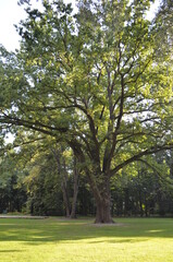 Wielki dąb w parku, lato, Quercus