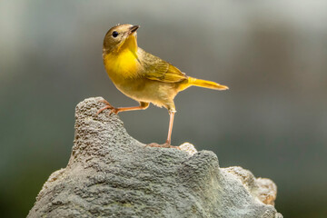 Chipe Amarillo, American Yellow Warbler (Setophaga petechia). Hembra en época de apareamiento. Breeding female.