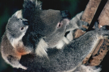 koala and bubs