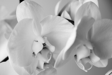 Beautiful orchid flower in white