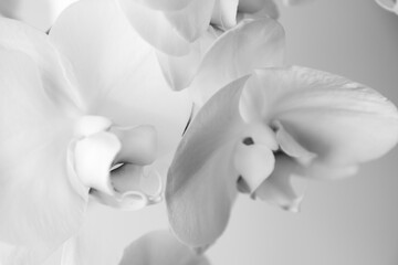 White orchid close up  © Majopez