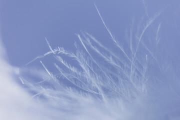 plumage background of bird closeup