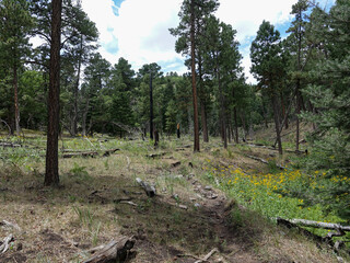 Fototapeta premium Pine Forest