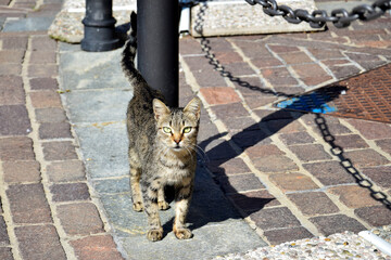 A tabby cat in Italy.