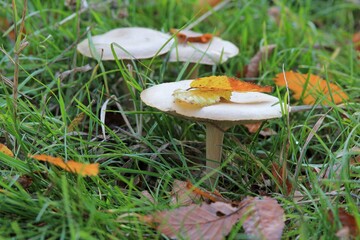 Mushrooms and fallen leaves in the autumn forest