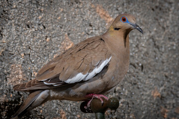 Paloma de Ala Blanca, White-winged Dove (Zenaida asiática) en la fuente de un jardín.