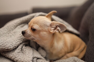 Closeup portrait of small funny beige mini chihuahua dog, puppy, blurred background