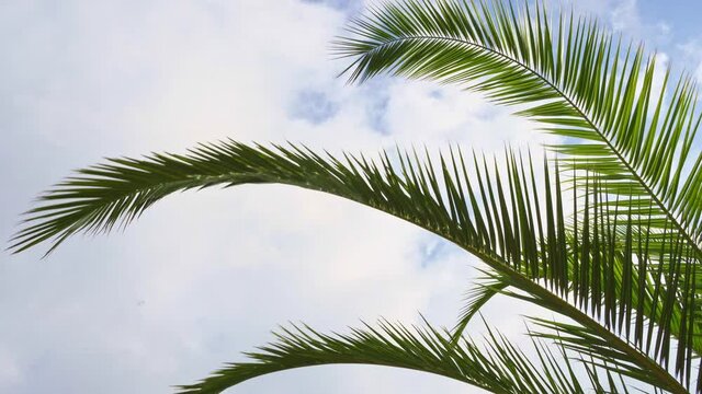palm leaves against the blue sky in the park in a tropical climate. 
