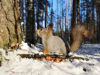 squirrel in the snow