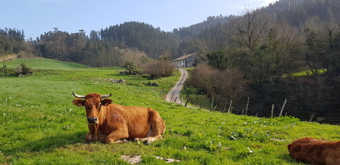 Campo