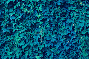 The original natural floral background from the leaves of wild grapes. Tinted photo.